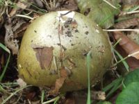 Grüner Knollenblätterpilz